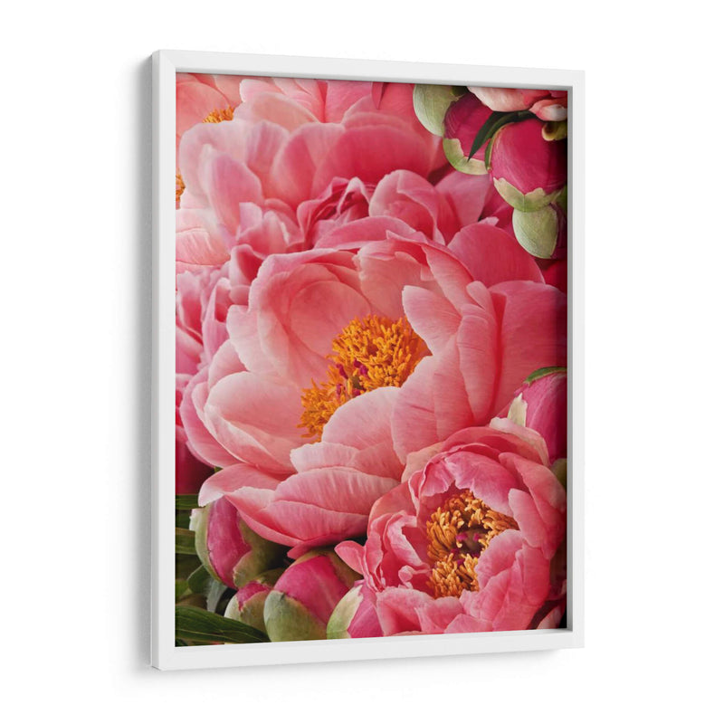 Peonies De Coral Ii - Rachel Perry | Cuadro decorativo de Canvas Lab