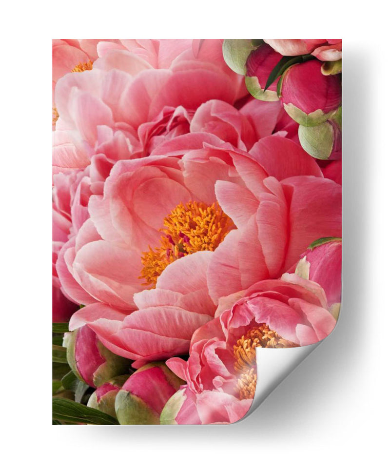 Peonies De Coral Ii - Rachel Perry | Cuadro decorativo de Canvas Lab