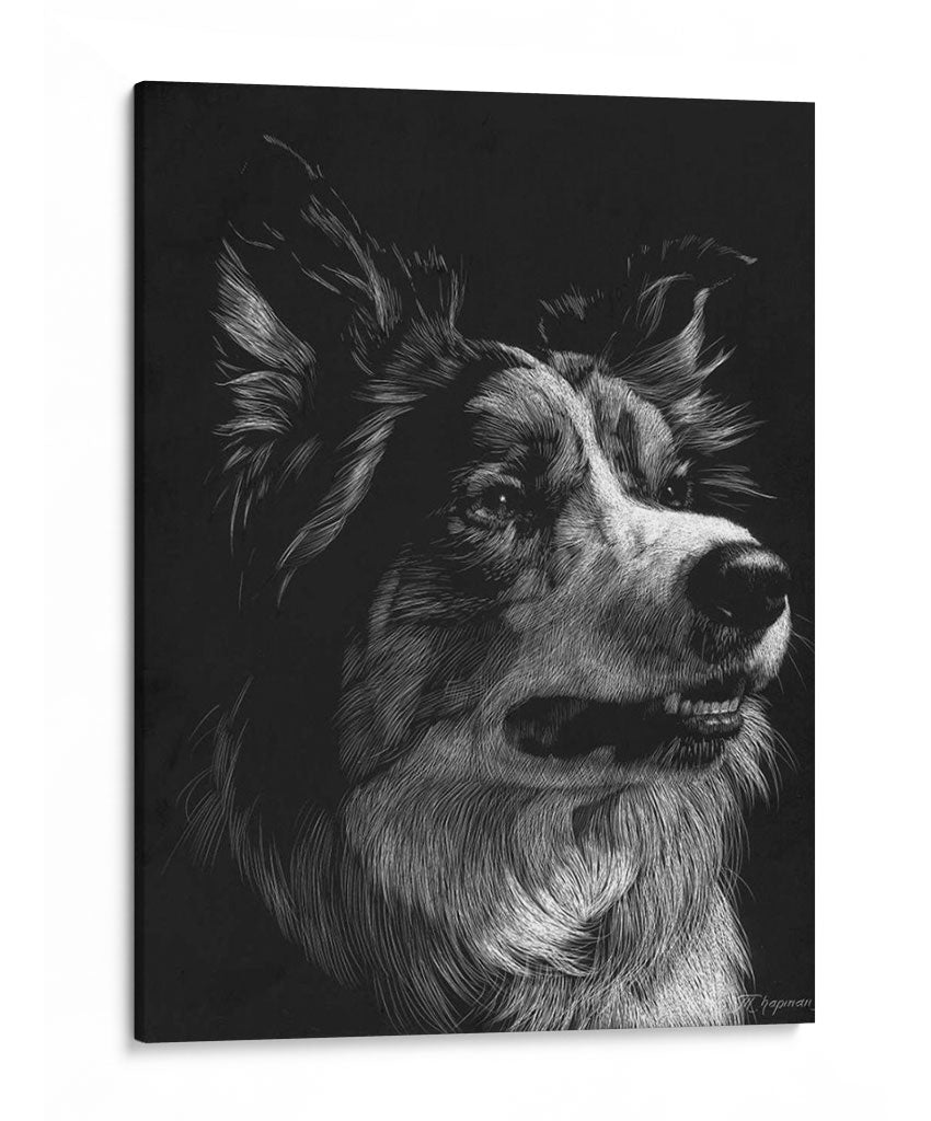 Scratchboard Canino Iv - Julie T. Chapman | Cuadro decorativo de Canvas Lab