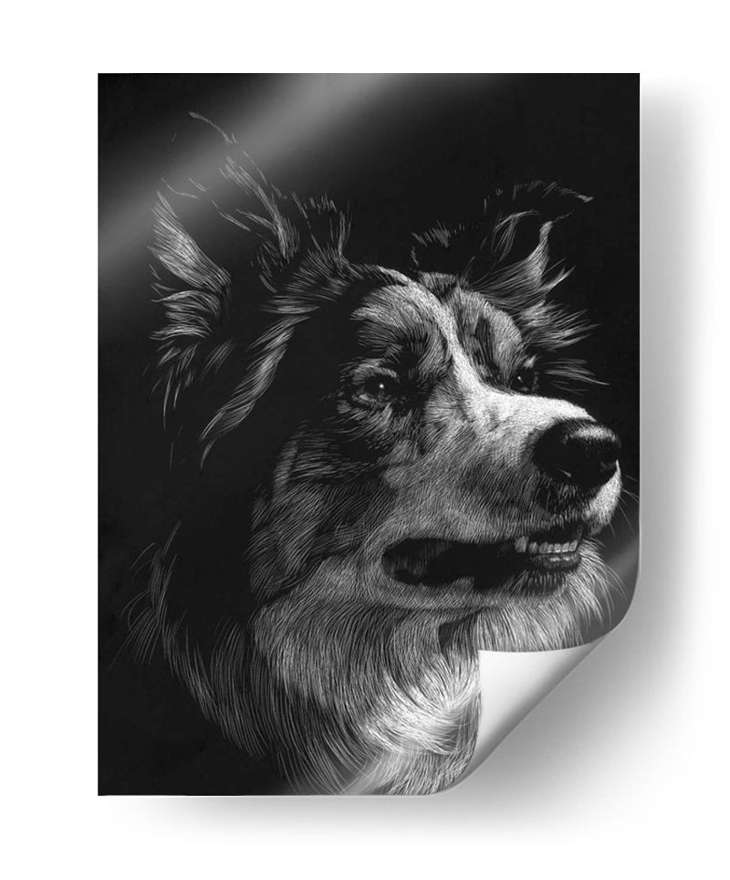 Scratchboard Canino Iv - Julie T. Chapman | Cuadro decorativo de Canvas Lab