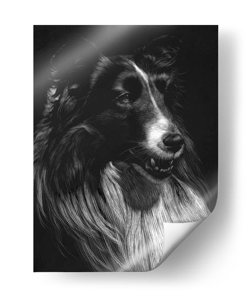 Canino Scratchboard Vii - Julie T. Chapman | Cuadro decorativo de Canvas Lab