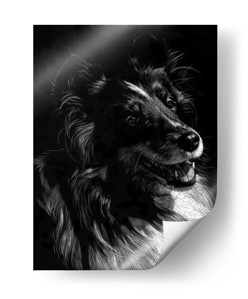 Canino Scratchboard Xi - Julie T. Chapman | Cuadro decorativo de Canvas Lab