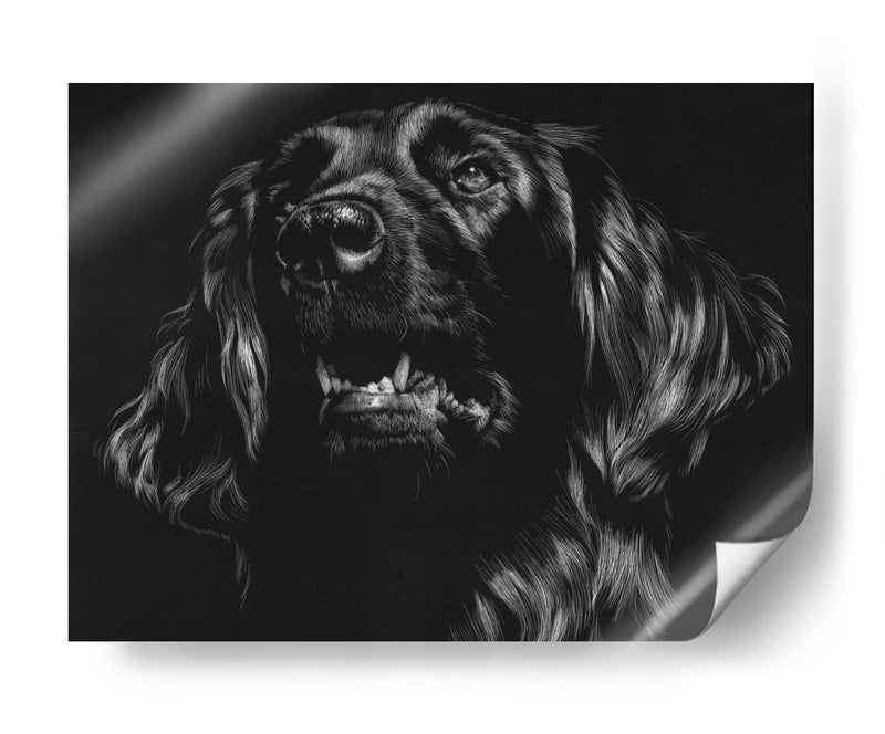 Canino Scratchboard Xv - Julie T. Chapman | Cuadro decorativo de Canvas Lab