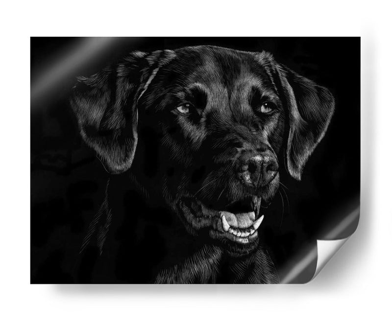 Scratchboard Canino Xvii - Julie T. Chapman | Cuadro decorativo de Canvas Lab