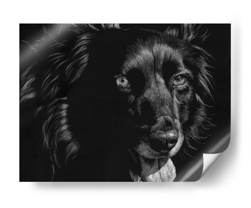 Canino Scratchboard Xxi - Julie T. Chapman | Cuadro decorativo de Canvas Lab