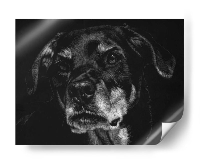 Scratchboard Canino Xxii - Julie T. Chapman | Cuadro decorativo de Canvas Lab