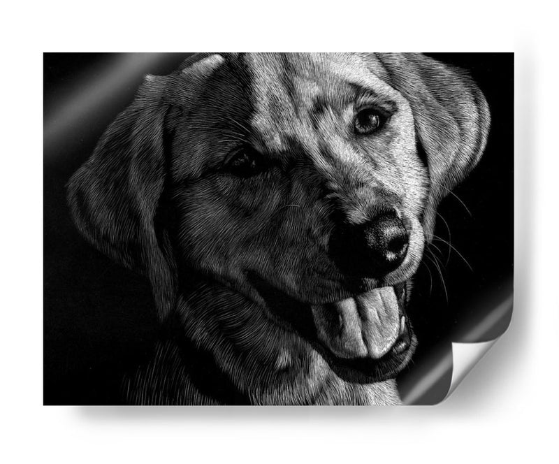 Canino Scratchboard Xxiii - Julie T. Chapman | Cuadro decorativo de Canvas Lab