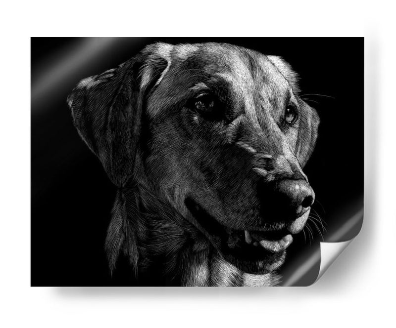 Scratco Canino Xxiv - Julie T. Chapman | Cuadro decorativo de Canvas Lab