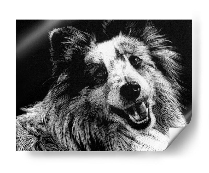 Canino Scratchboard Xxvi - Julie T. Chapman | Cuadro decorativo de Canvas Lab