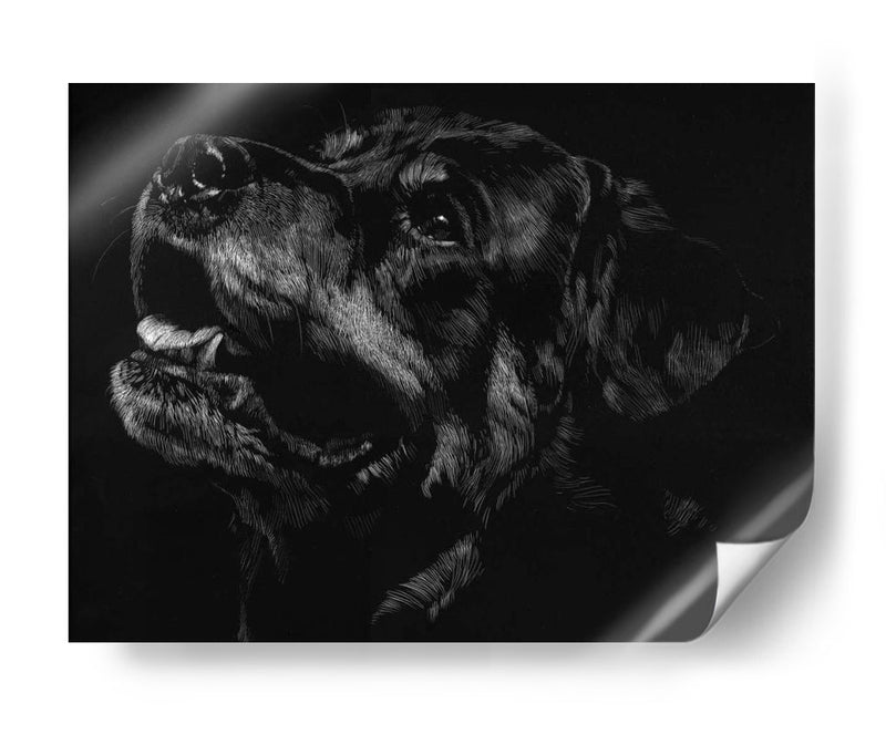 Scratchboard Canino Xxvii - Julie T. Chapman | Cuadro decorativo de Canvas Lab