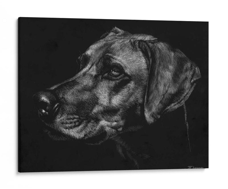 Canino Scratchboard Xxviii - Julie T. Chapman | Cuadro decorativo de Canvas Lab