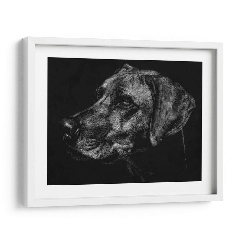 Canino Scratchboard Xxviii - Julie T. Chapman | Cuadro decorativo de Canvas Lab