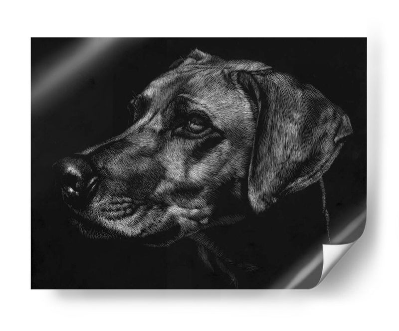 Canino Scratchboard Xxviii - Julie T. Chapman | Cuadro decorativo de Canvas Lab