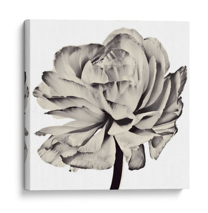 Flor Ghost Ii - Christine Zalewski | Cuadro decorativo de Canvas Lab