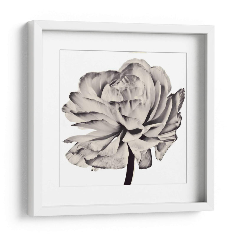 Flor Ghost Ii - Christine Zalewski | Cuadro decorativo de Canvas Lab