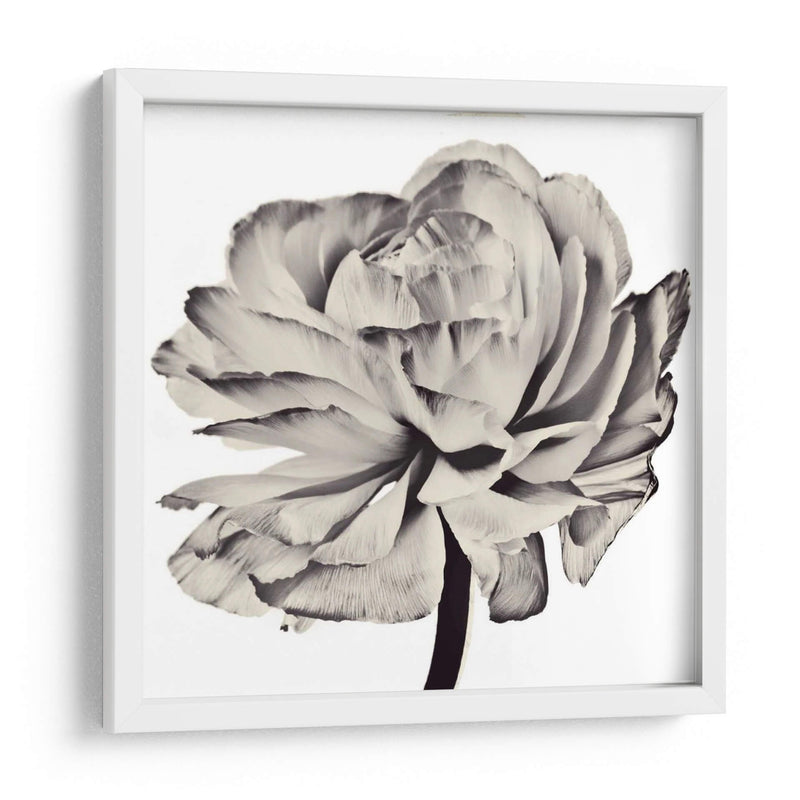 Flor Ghost Ii - Christine Zalewski | Cuadro decorativo de Canvas Lab