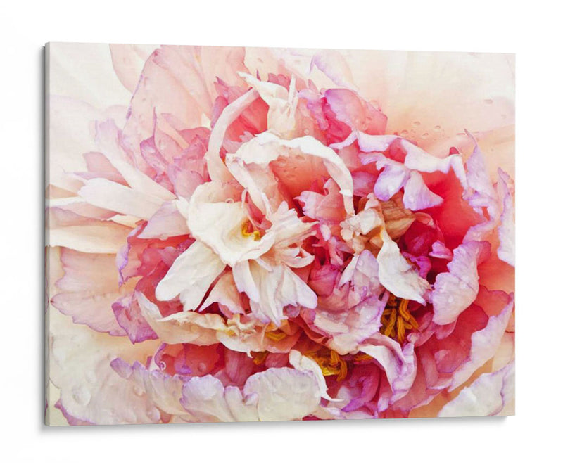 Monetos Peony I - Rachel Perry | Cuadro decorativo de Canvas Lab