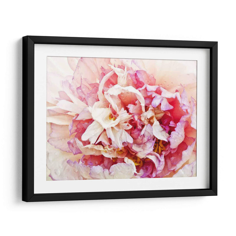 Monetos Peony I - Rachel Perry | Cuadro decorativo de Canvas Lab