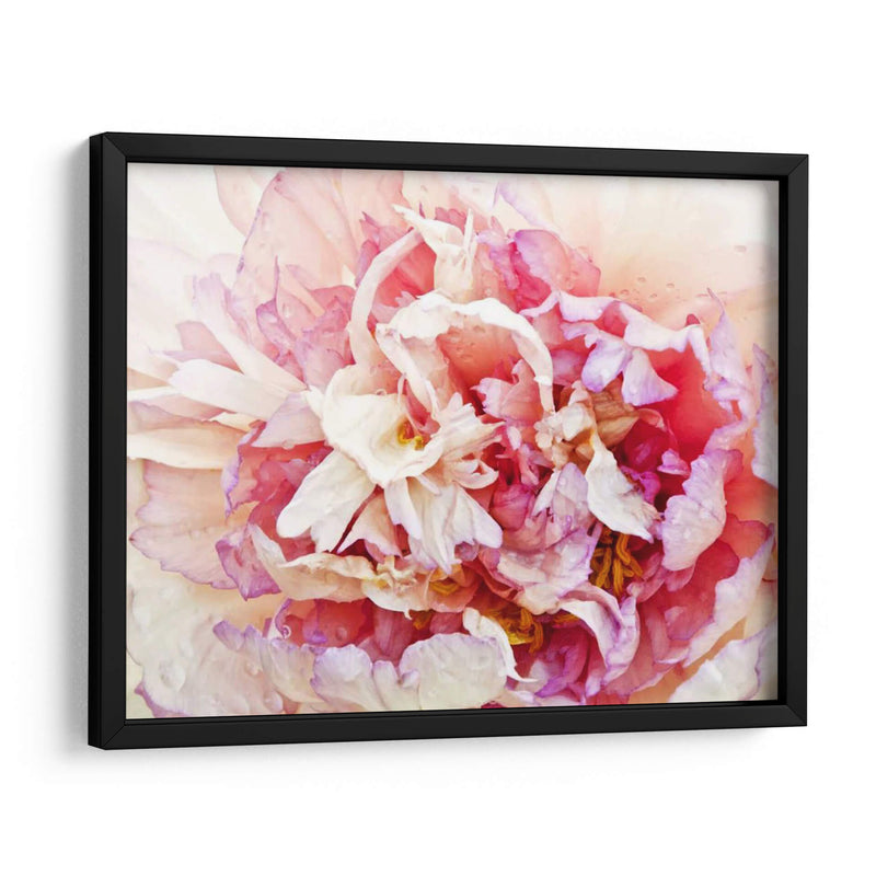 Monetos Peony I - Rachel Perry | Cuadro decorativo de Canvas Lab