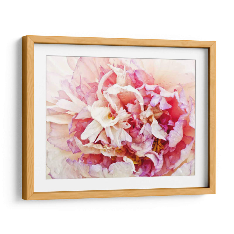 Monetos Peony I - Rachel Perry | Cuadro decorativo de Canvas Lab