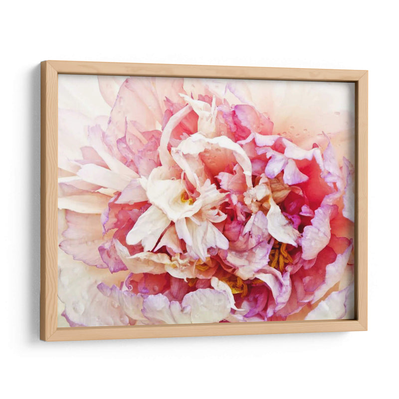 Monetos Peony I - Rachel Perry | Cuadro decorativo de Canvas Lab