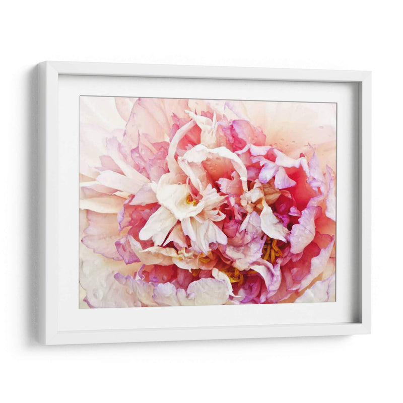 Monetos Peony I - Rachel Perry | Cuadro decorativo de Canvas Lab