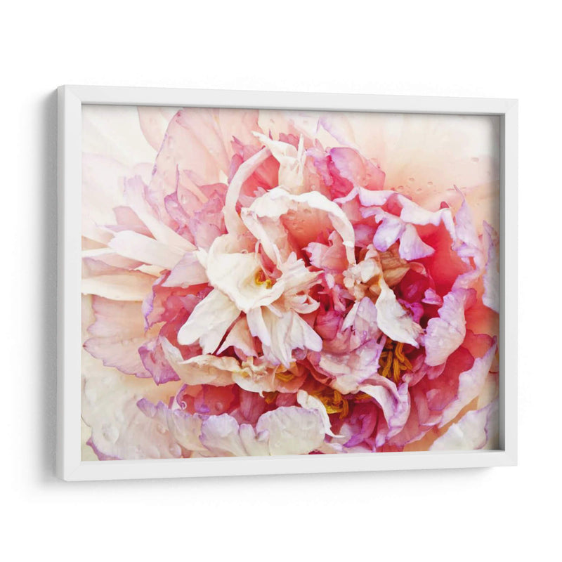 Monetos Peony I - Rachel Perry | Cuadro decorativo de Canvas Lab