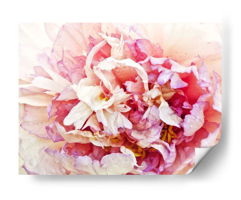 Monetos Peony I - Rachel Perry | Cuadro decorativo de Canvas Lab