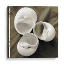 Shell Igualizado Trio I - Andrea James | Cuadro decorativo de Canvas Lab