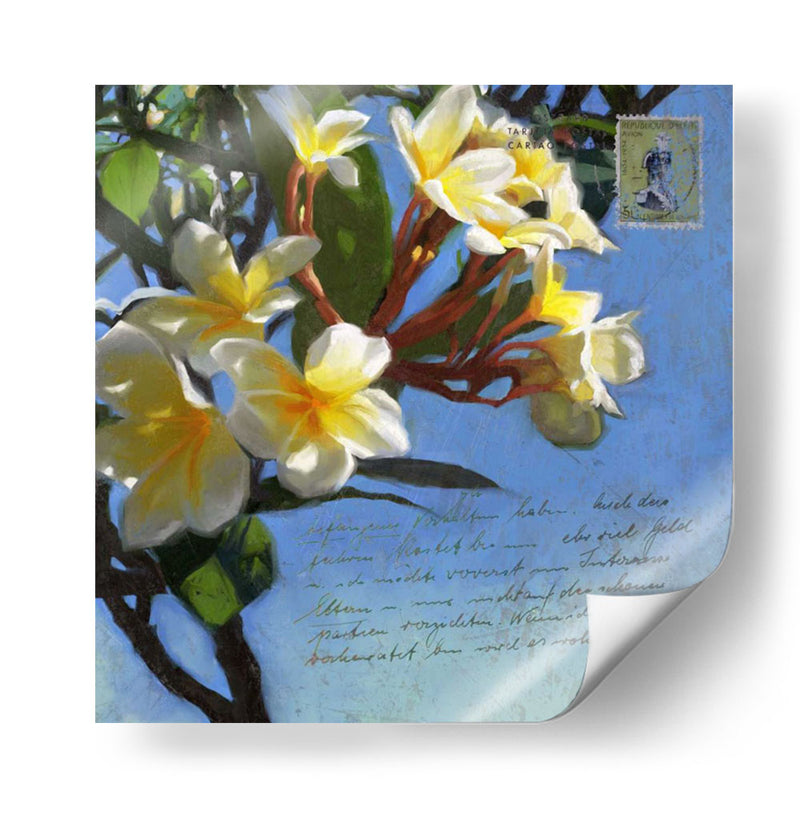 Plumeria Y Franqueo Iii - Rick Novak | Cuadro decorativo de Canvas Lab