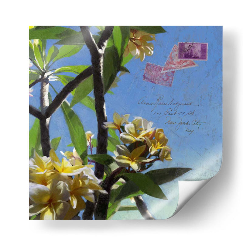 Plumeria Y Postal Iv - Rick Novak | Cuadro decorativo de Canvas Lab