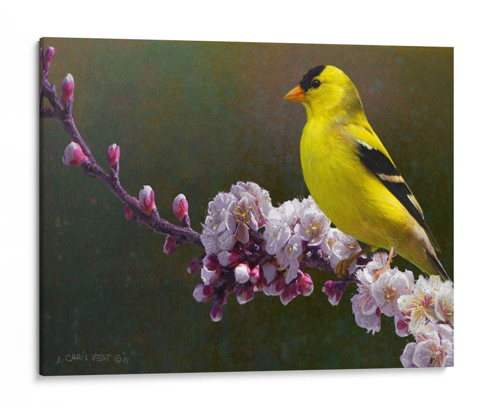 Flores De Goldfinch - Chris Vest | Cuadro decorativo de Canvas Lab