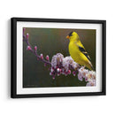 Flores De Goldfinch - Chris Vest | Cuadro decorativo de Canvas Lab