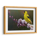 Flores De Goldfinch - Chris Vest | Cuadro decorativo de Canvas Lab