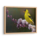 Flores De Goldfinch - Chris Vest | Cuadro decorativo de Canvas Lab