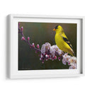 Flores De Goldfinch - Chris Vest | Cuadro decorativo de Canvas Lab