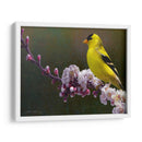 Flores De Goldfinch - Chris Vest | Cuadro decorativo de Canvas Lab