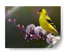 Flores De Goldfinch - Chris Vest | Cuadro decorativo de Canvas Lab