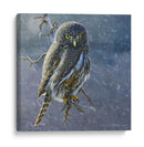 Búho En Invierno Ii - Chris Vest | Cuadro decorativo de Canvas Lab