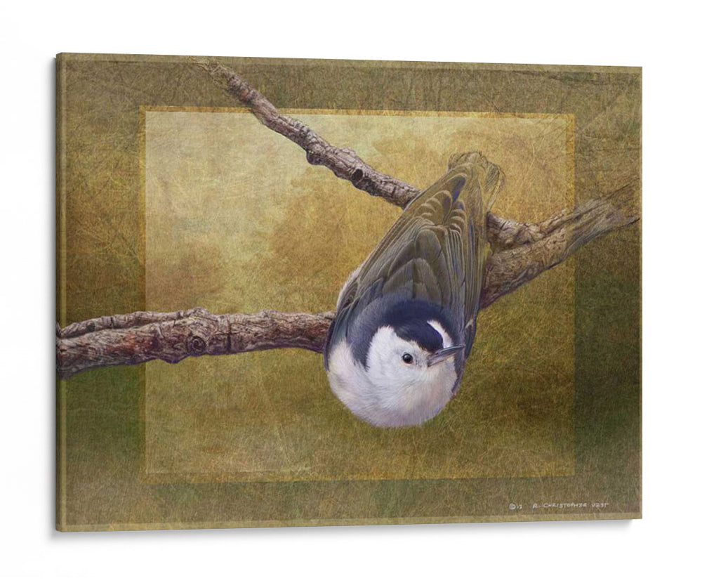 Trepatroncos - Chris Vest | Cuadro decorativo de Canvas Lab