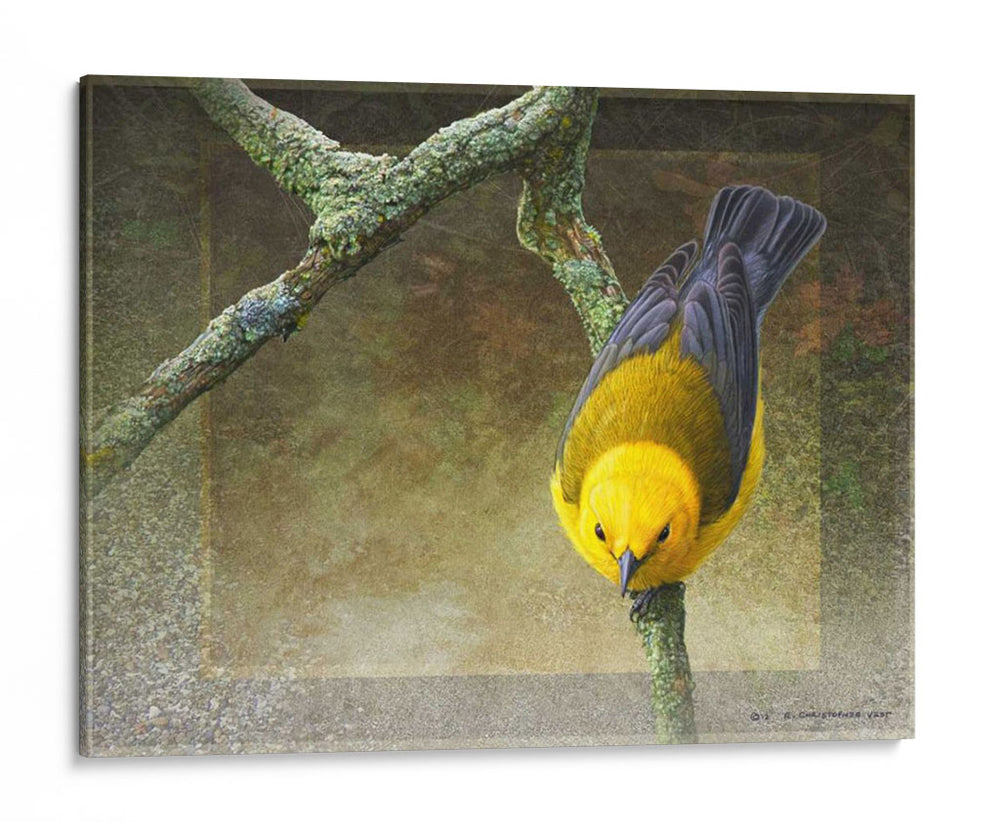 Protonotario - Chris Vest | Cuadro decorativo de Canvas Lab