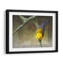 Protonotario - Chris Vest | Cuadro decorativo de Canvas Lab