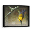 Protonotario - Chris Vest | Cuadro decorativo de Canvas Lab