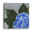 Detalle De La Hortensia I - Liz Nichols | Cuadro decorativo de Canvas Lab