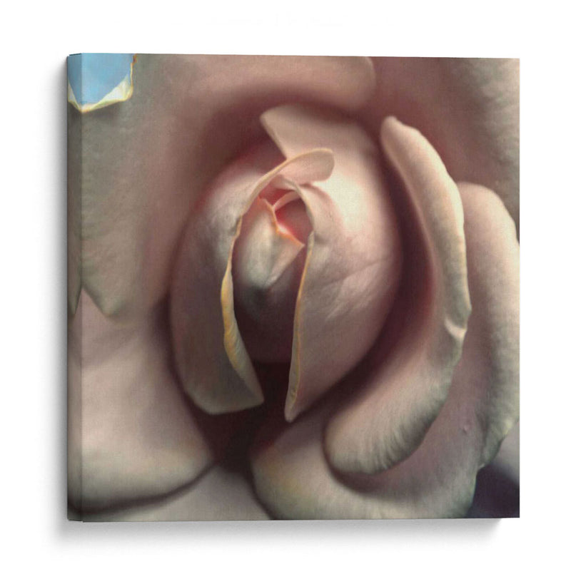 Blushing Rose Ii - Colby Chester | Cuadro decorativo de Canvas Lab