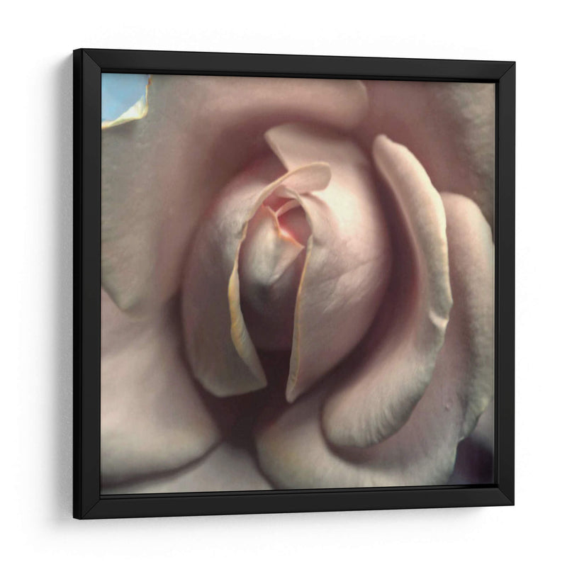 Blushing Rose Ii - Colby Chester | Cuadro decorativo de Canvas Lab