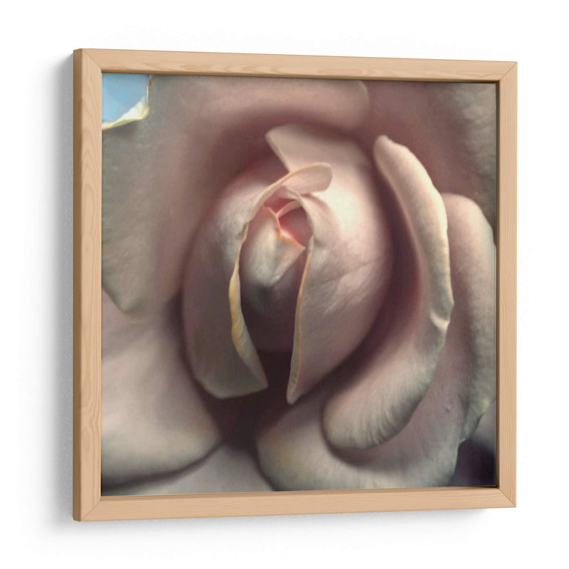 Blushing Rose Ii - Colby Chester | Cuadro decorativo de Canvas Lab