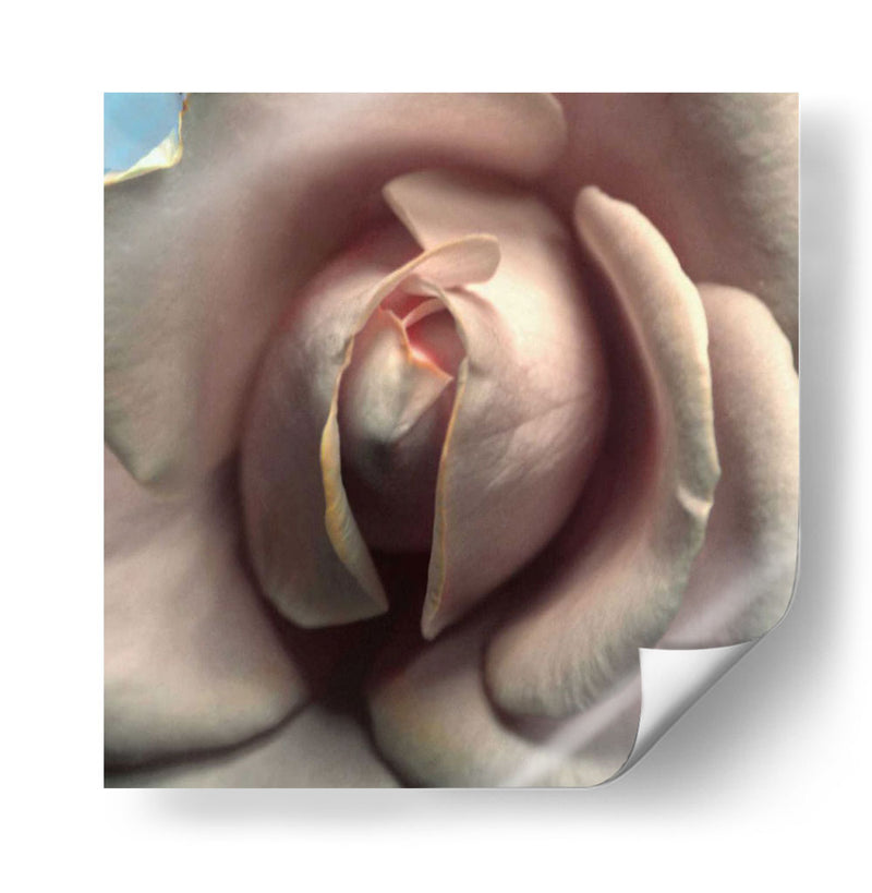 Blushing Rose Ii - Colby Chester | Cuadro decorativo de Canvas Lab