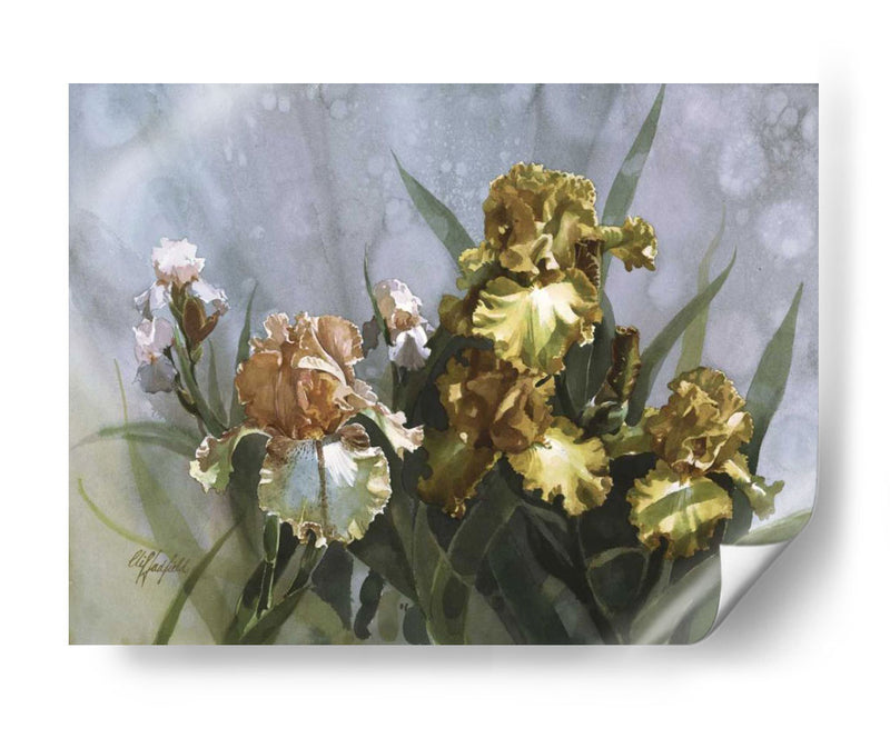 Hadfield Iris I - Clif Hadfield | Cuadro decorativo de Canvas Lab