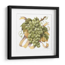 Acuarela Uvas Ii - Jerianne Van Dijk | Cuadro decorativo de Canvas Lab